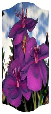 DARAY-C-025 Purple Roadsidea